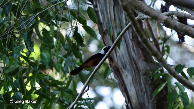 White-capped Monarch - ML201801481