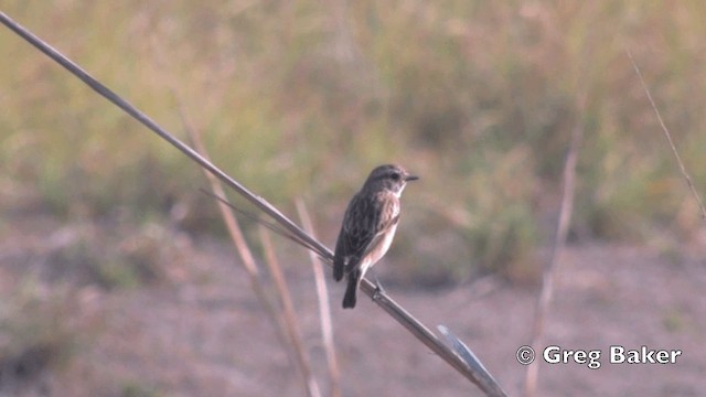 Tarabilla Siberiana (grupo maurus) - ML201801501