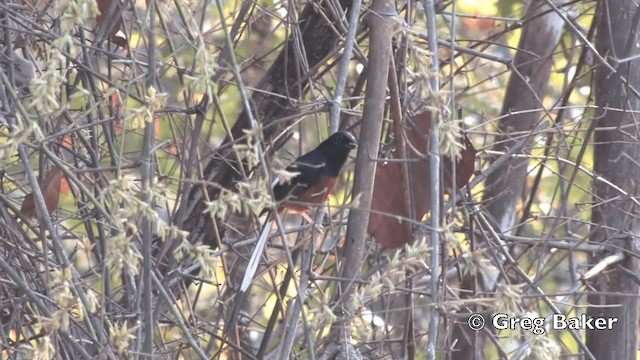 White-rumped Shama (White-rumped) - ML201801531