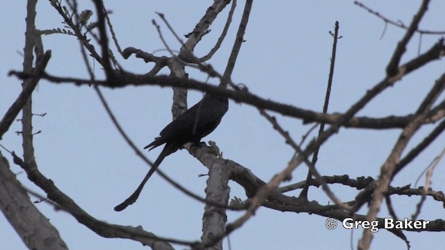 Drongo Crestudo (hottentottus/brevirostris) - ML201801551