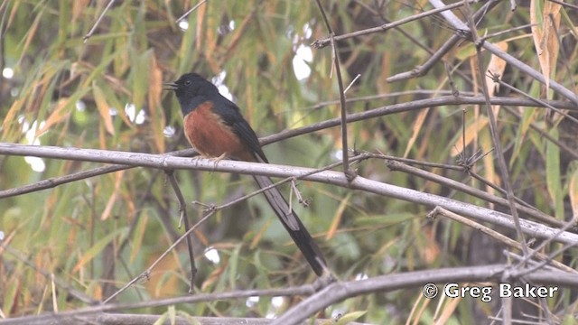 White-rumped Shama (White-rumped) - ML201801581