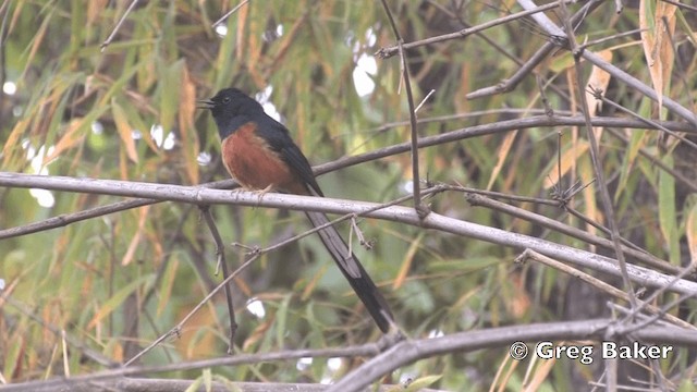 White-rumped Shama (White-rumped) - ML201801581