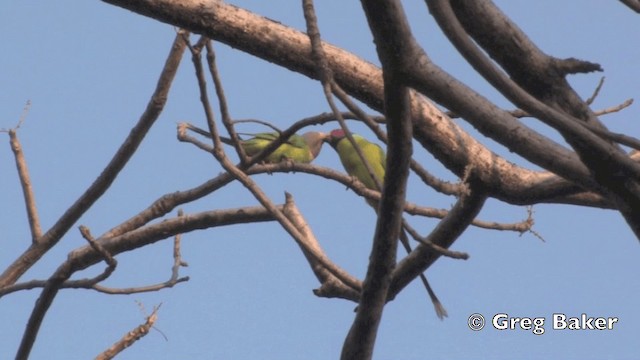 Plum-headed Parakeet - ML201801591