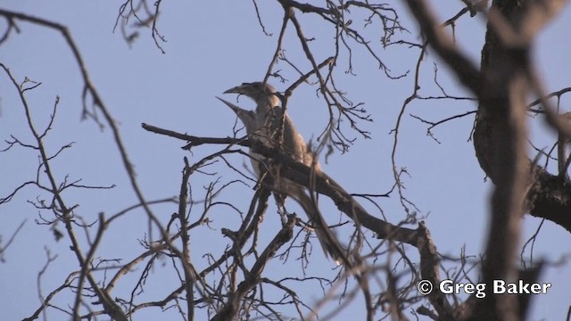 Indian Gray Hornbill - ML201801611