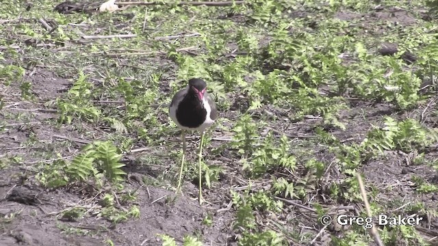 Red-wattled Lapwing - ML201801621