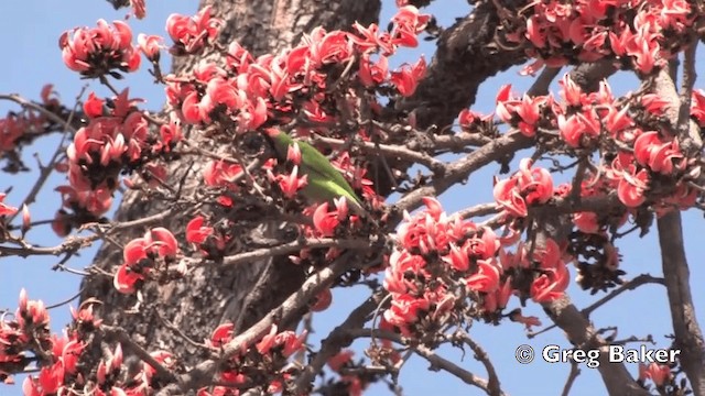 Verdín Frentidorado - ML201801641