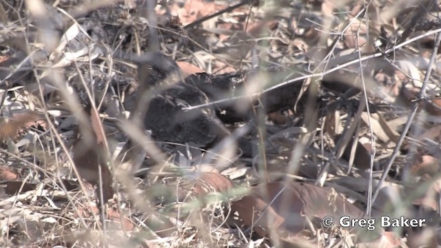 Savanna Nightjar - ML201801691