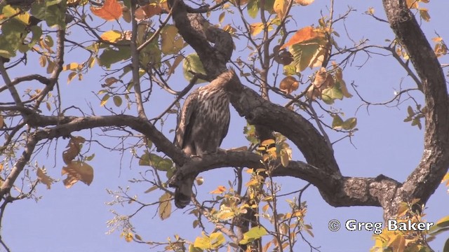 Águila Variable (crestada) - ML201801721