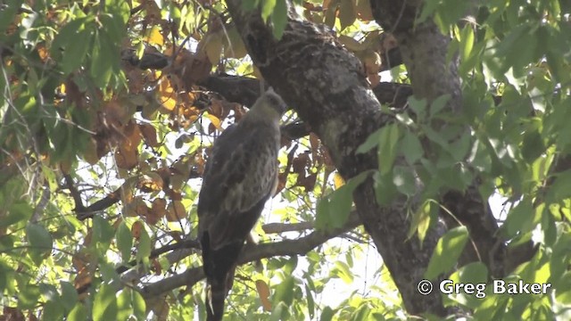 Изменчивый хохлатый орёл (cirrhatus/ceylanensis) - ML201801731