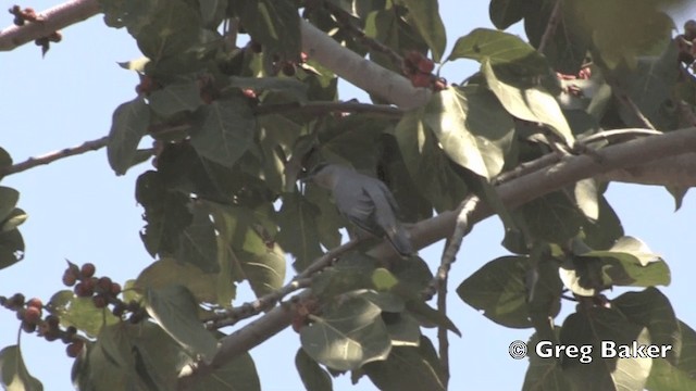 Large Cuckooshrike (Indian) - ML201801741