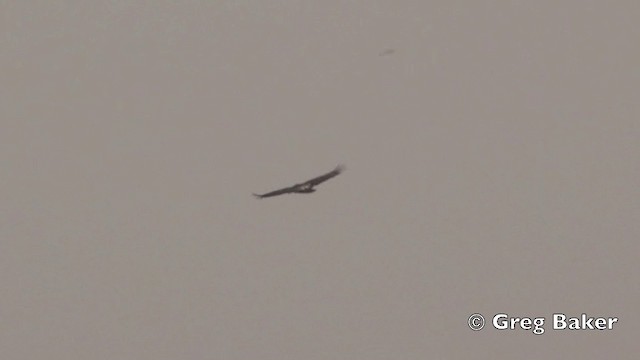 Red-headed Vulture - ML201801761