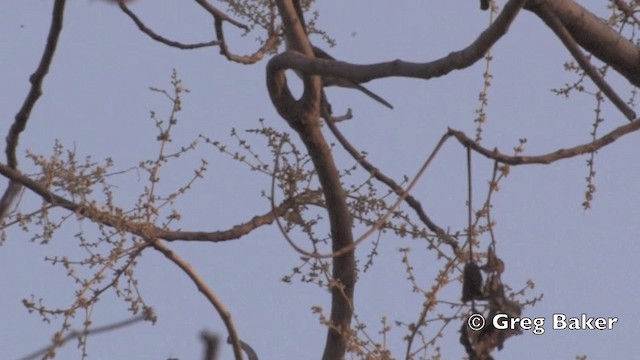 Minivet Chico - ML201801771