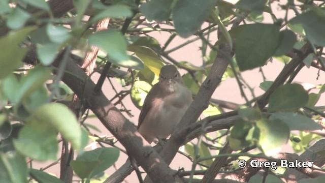 Blyth's Reed Warbler - ML201801801