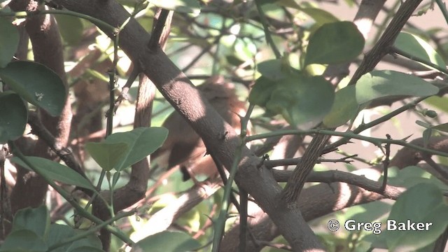 Timalí Ventrirrufo - ML201801811