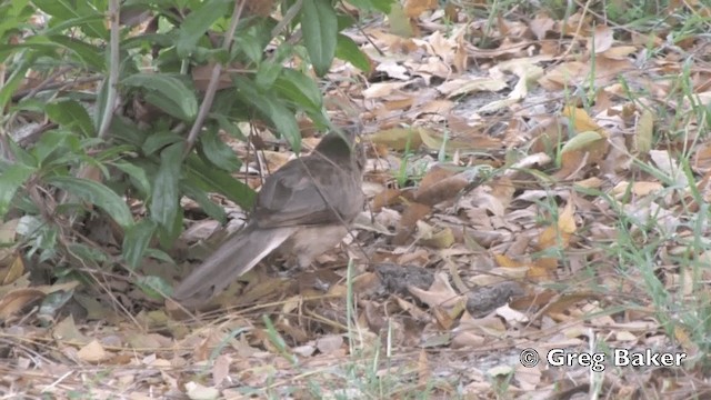 Large Gray Babbler - ML201801821