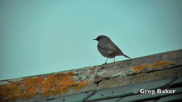 Colirrojo Tizón (gibraltariensis/aterrimus) - ML201801861