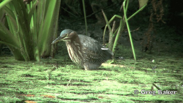 Green Heron (virescens/bahamensis) - ML201801871