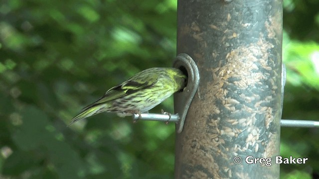 Eurasian Siskin - ML201801901