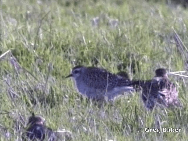 Chorlito Dorado Americano - ML201801911