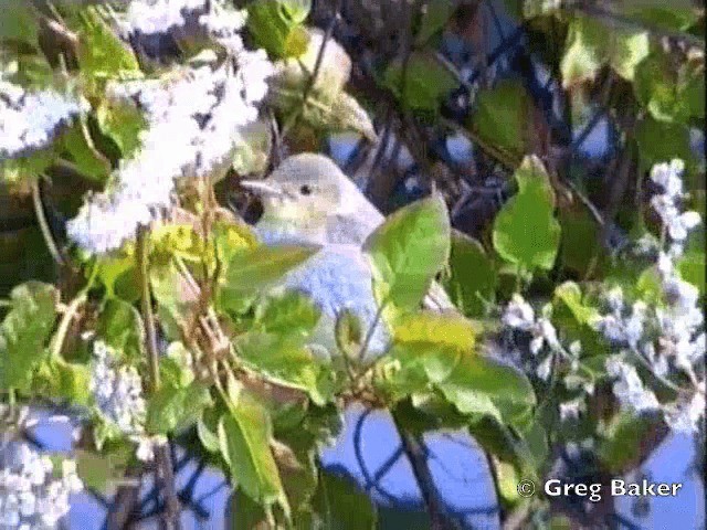 Icterine Warbler - ML201801941