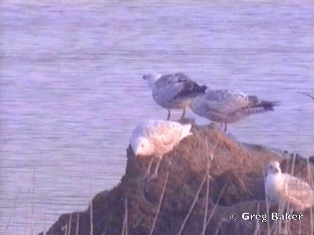 Glaucous Gull - ML201802001