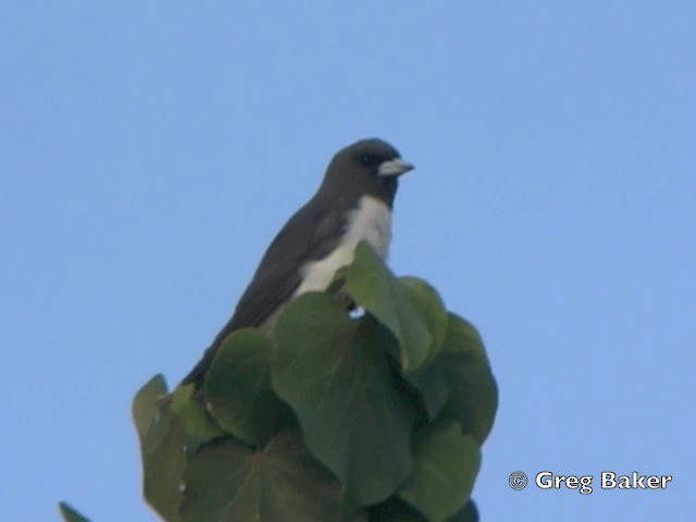 White-breasted Woodswallow - ML201802021