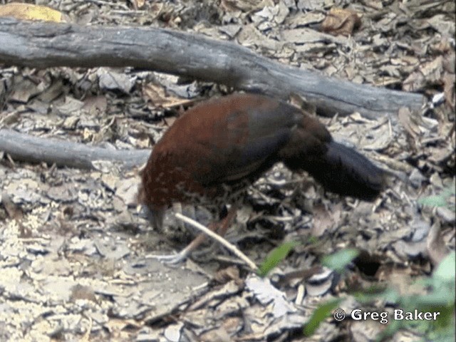 Bornean Crested Fireback - ML201802051