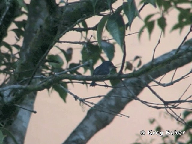 Little Pied Flycatcher - ML201802101
