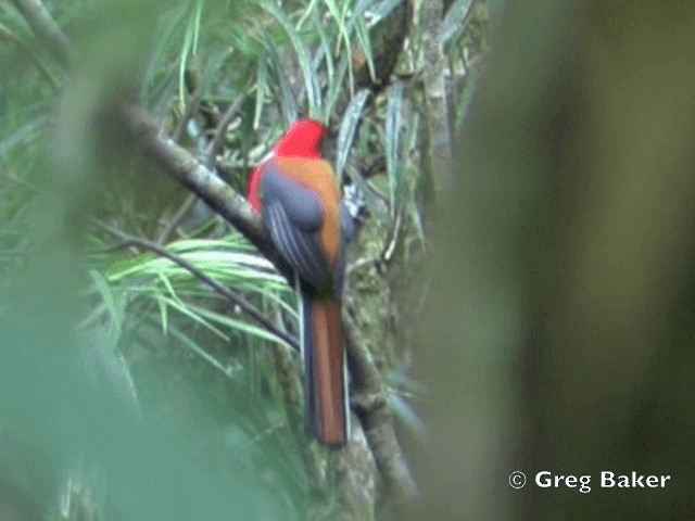 Trogon de Whitehead - ML201802151