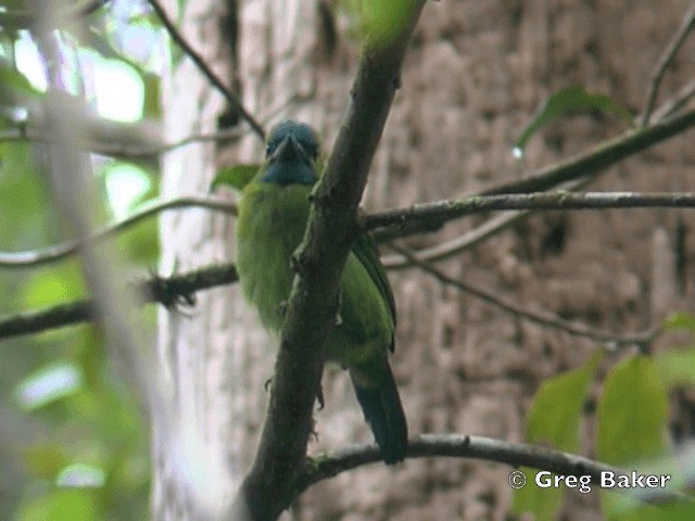 barbet zlatošíjný - ML201802161