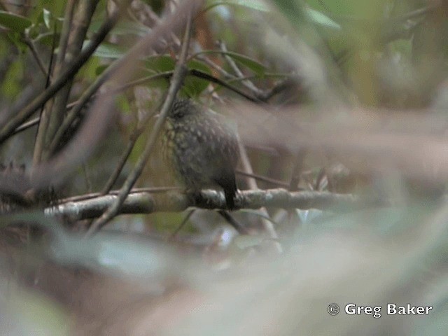 Snowy-browed Flycatcher - ML201802191