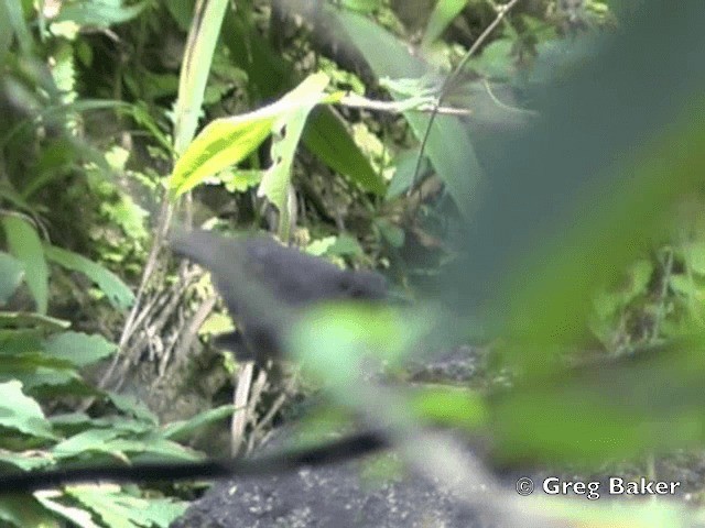 Bornean Whistling-Thrush - ML201802211