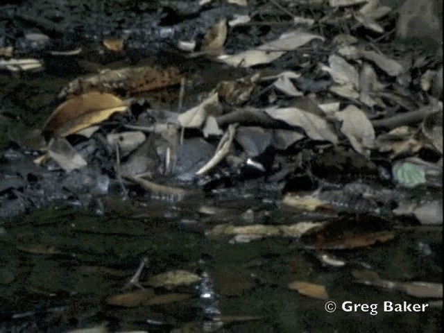 White-crowned Forktail (Malaysian) - ML201802241