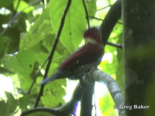 Banded Woodpecker - ML201802251