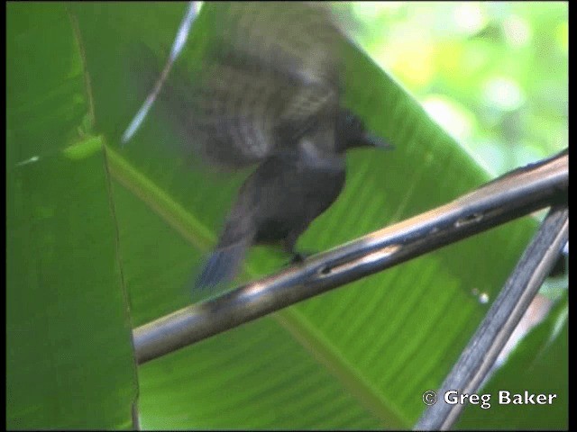 Rufous Woodpecker - ML201802271