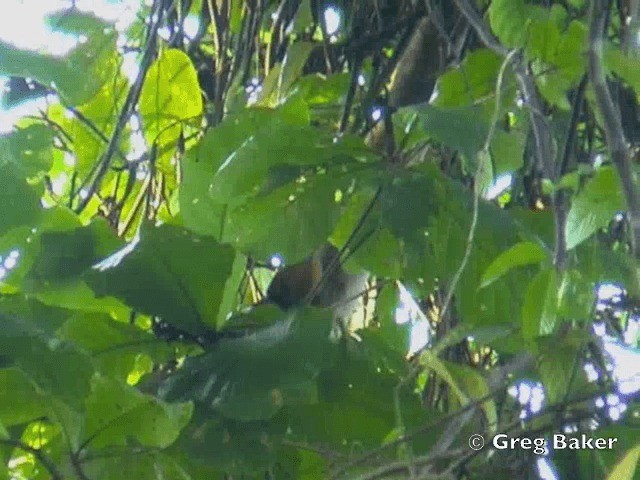 Raffles's Malkoha - ML201802291