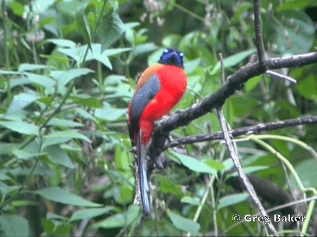 Rotbürzeltrogon - ML201802301