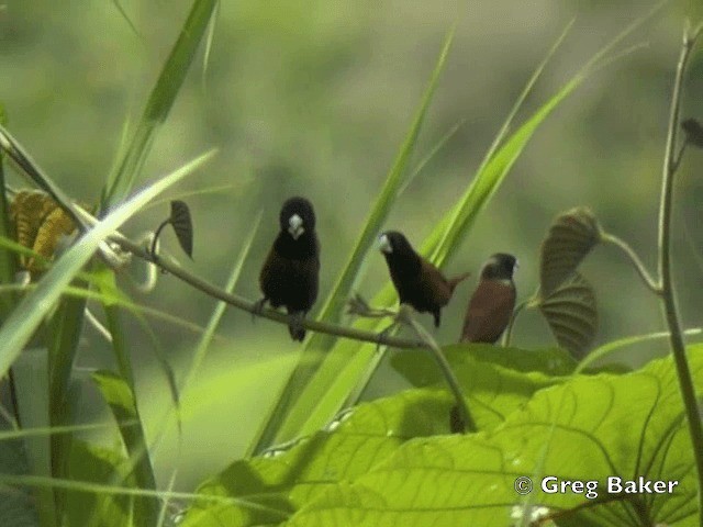 Chestnut Munia (Chestnut) - ML201802321