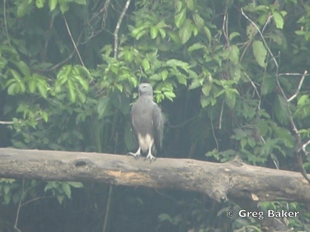 Lesser Fish-Eagle - ML201802361