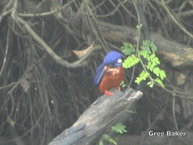 Blue-eared Kingfisher - ML201802371