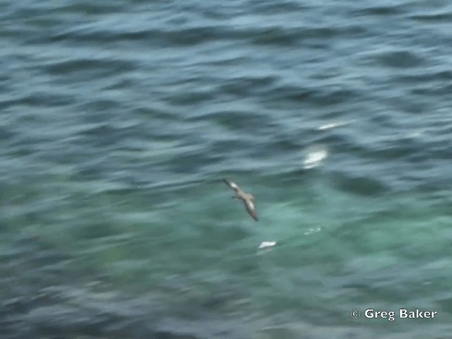 Galapagos Shearwater - ML201802381