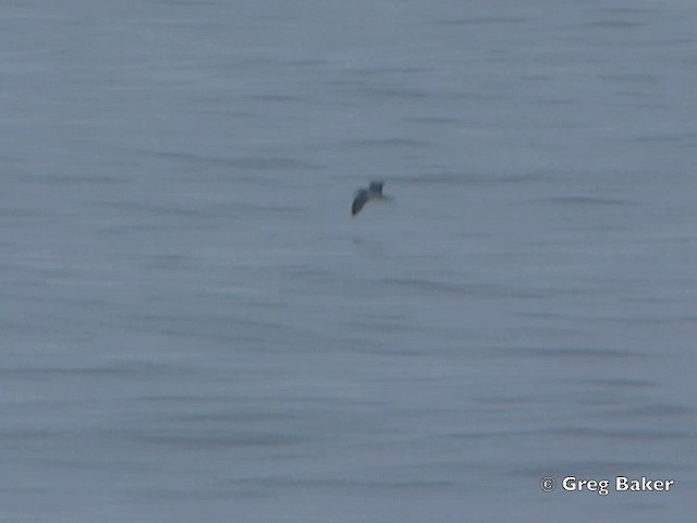 Petrel de Galápagos - ML201802401