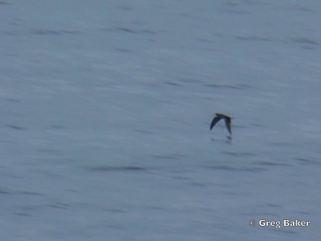 Galapagos Shearwater - ML201802411