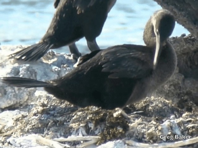 Galapagos Karabatağı - ML201802431