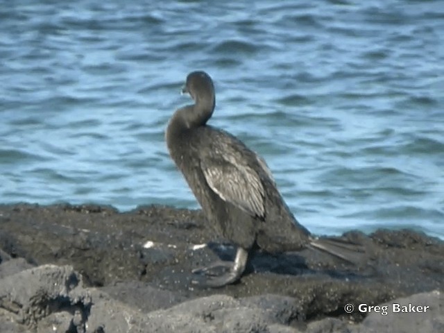 Flightless Cormorant - ML201802441