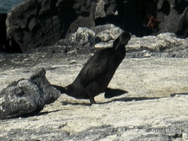 Cormoran aptère - ML201802451