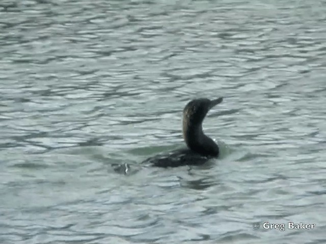 Cormorán Mancón - ML201802461