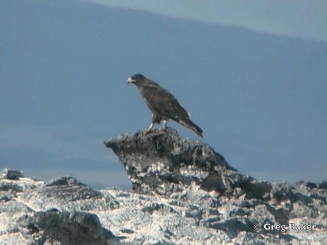 ガラパゴスノスリ - ML201802471