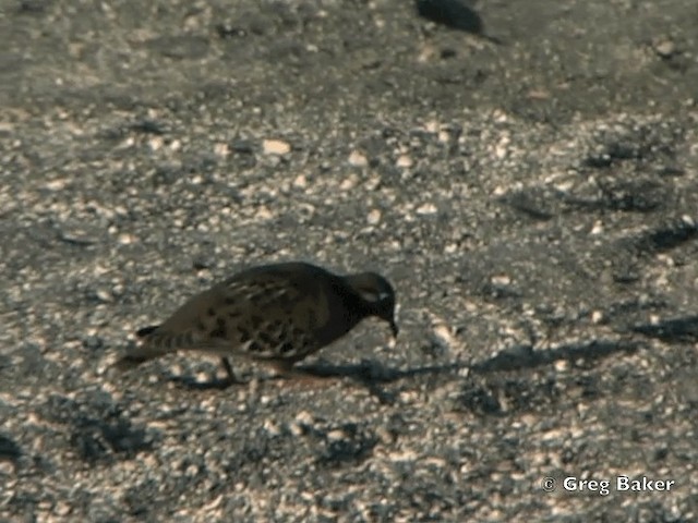 Tourterelle des Galapagos - ML201802481