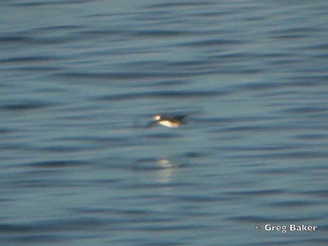 Galapagos Shearwater - ML201802511